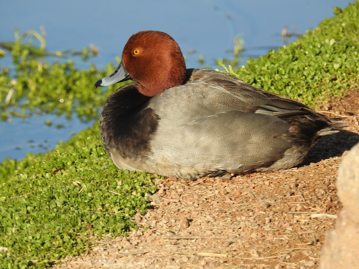 Fuligule à tête rouge - ML617324460