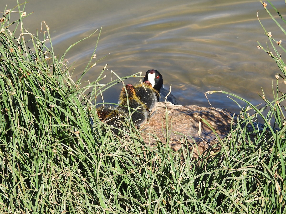 American Coot - ML617324471