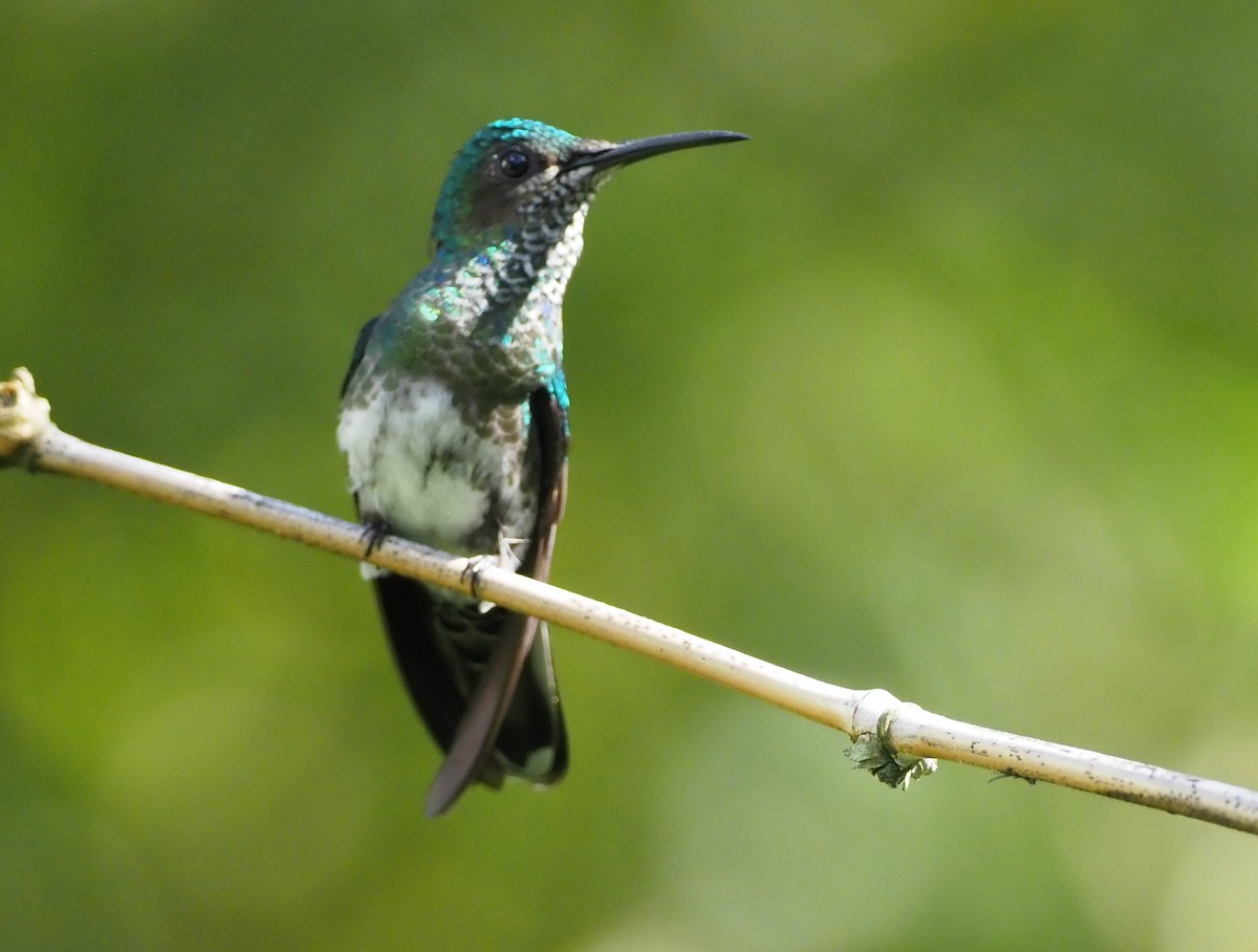 White-necked Jacobin - ML617324472