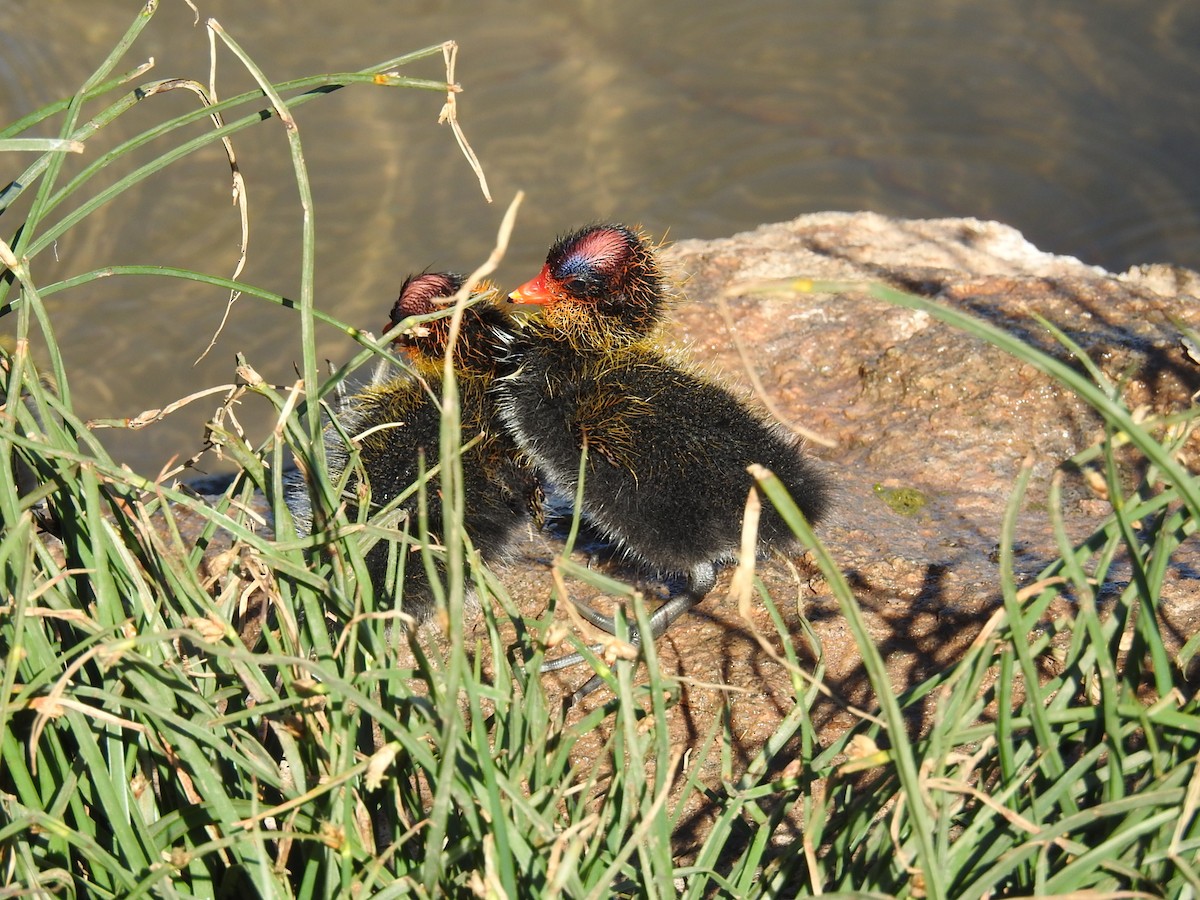 American Coot - ML617324485