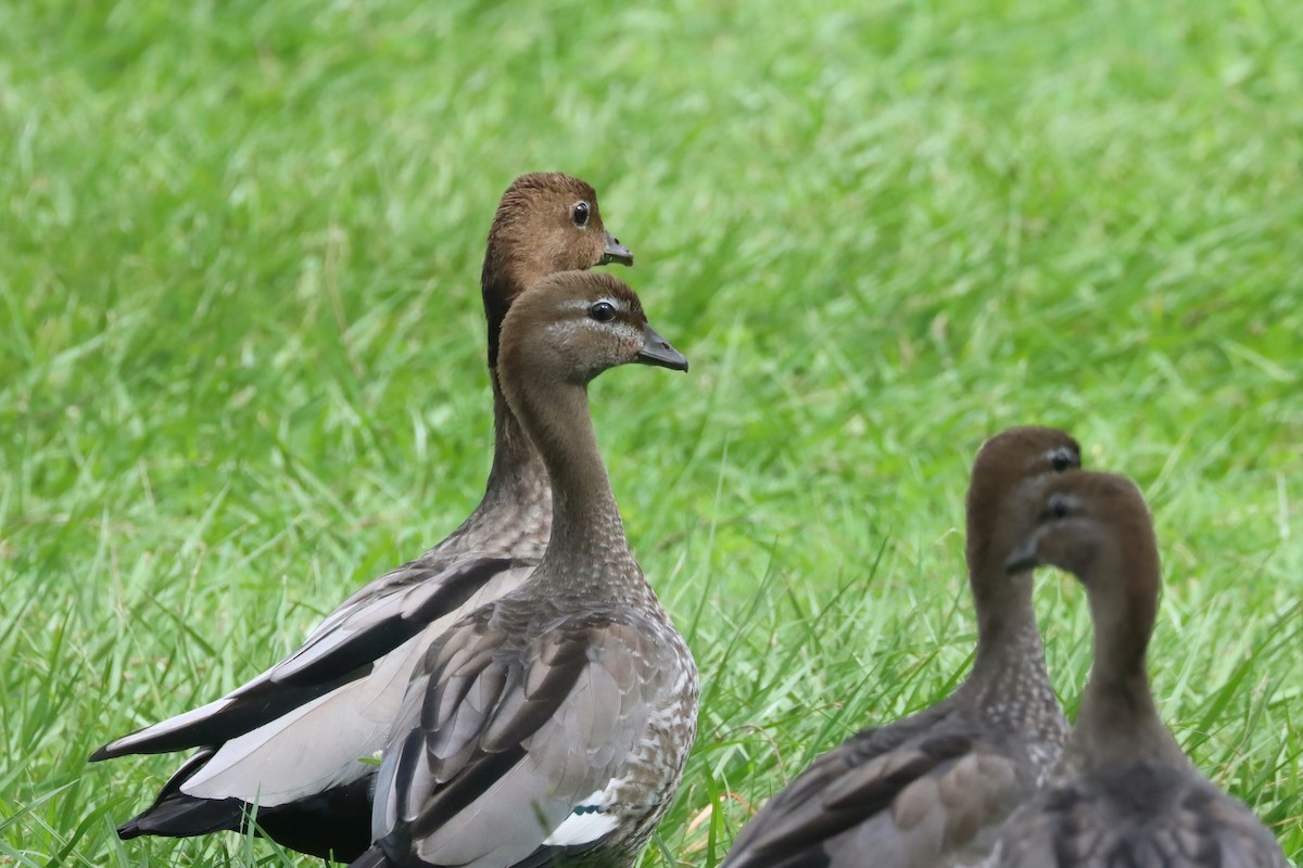 Canard à crinière - ML617324494