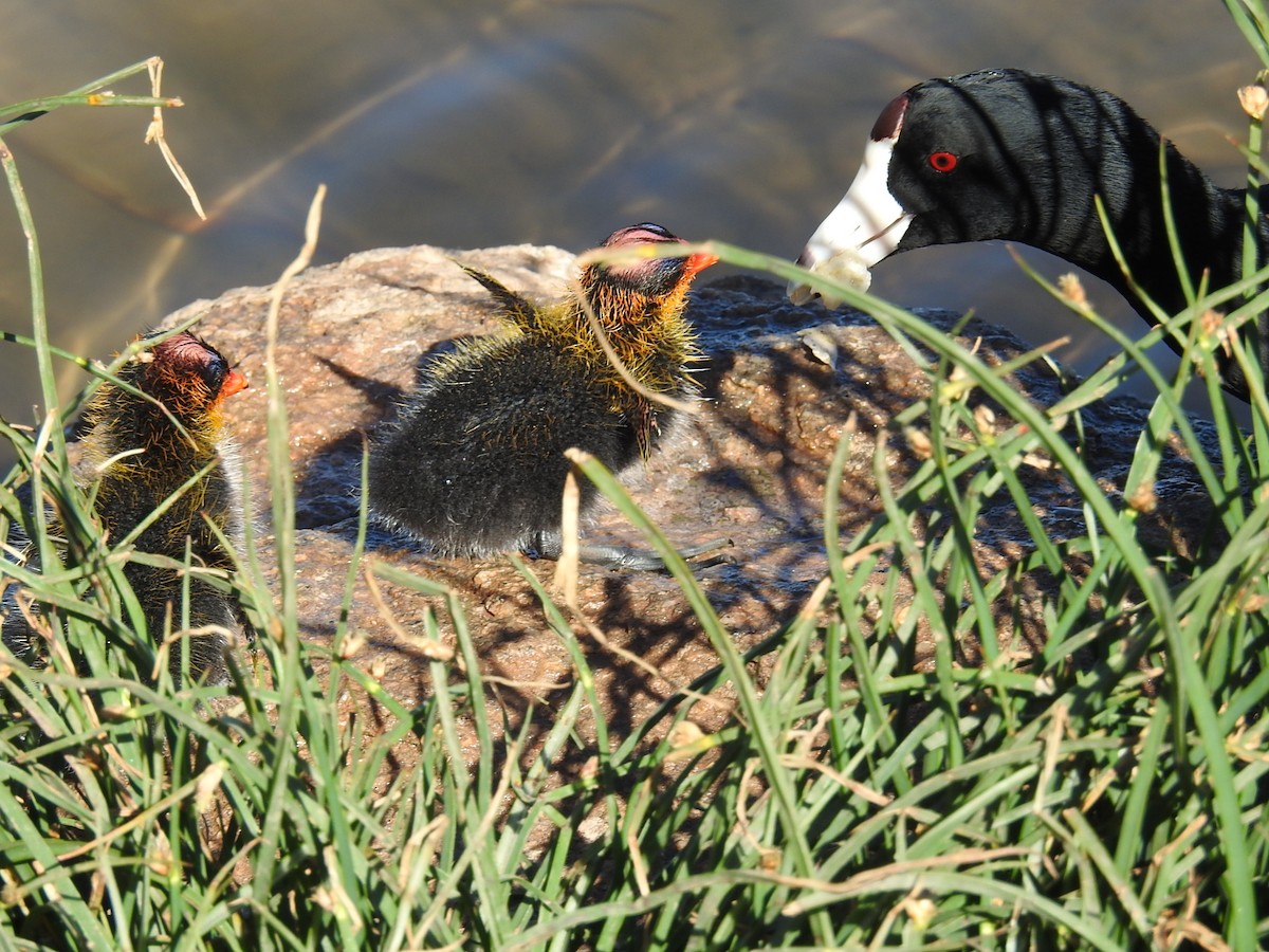 American Coot - ML617324503