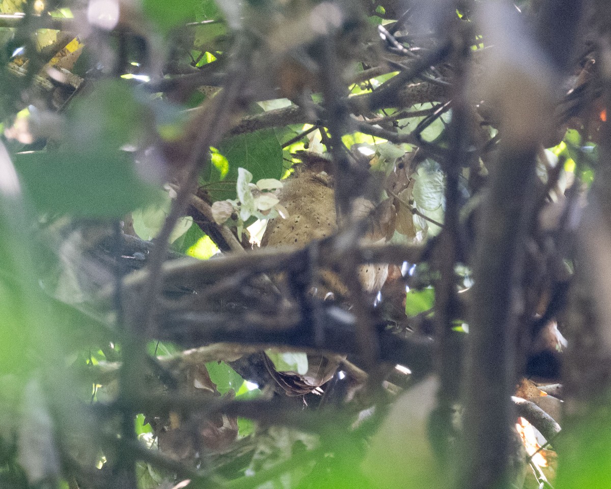 White-fronted Scops-Owl - Dixie Sommers