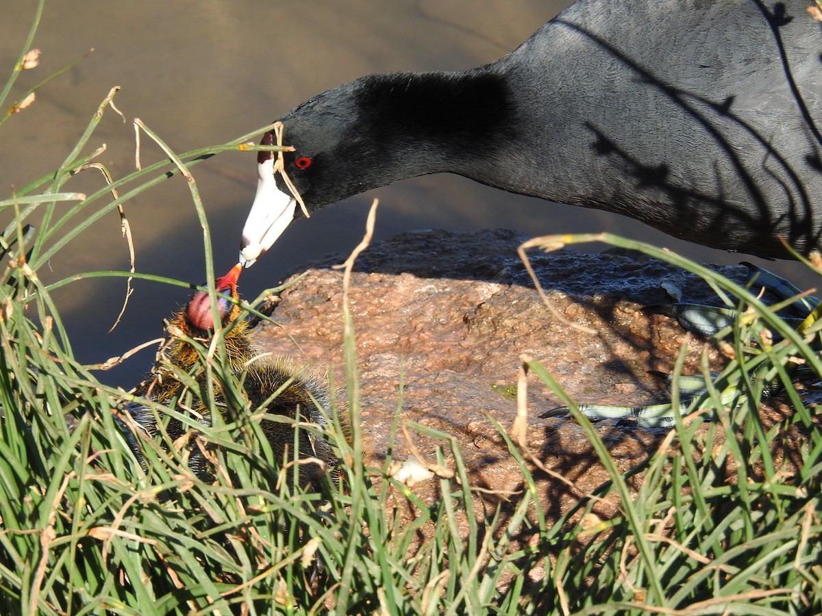 American Coot - ML617324517