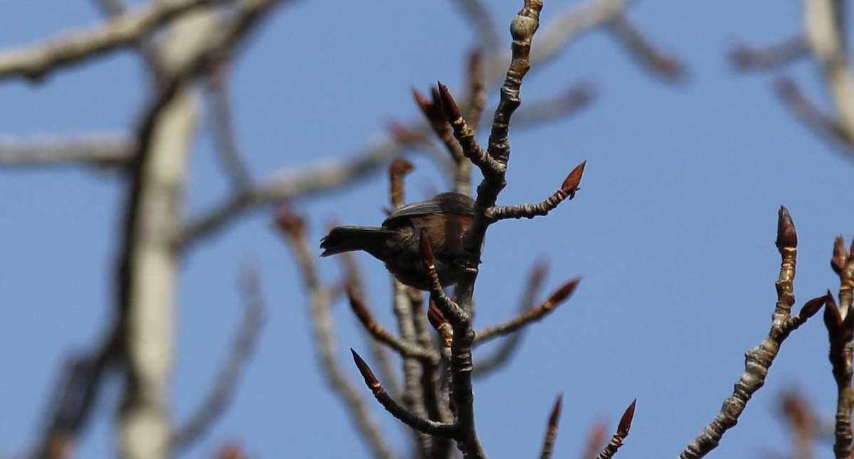 Boreal Chickadee - ML617324528