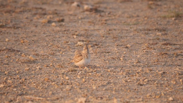 Crested Lark - ML617324576