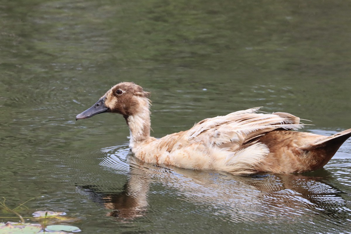 Canard colvert (forme domestique) - ML617324577