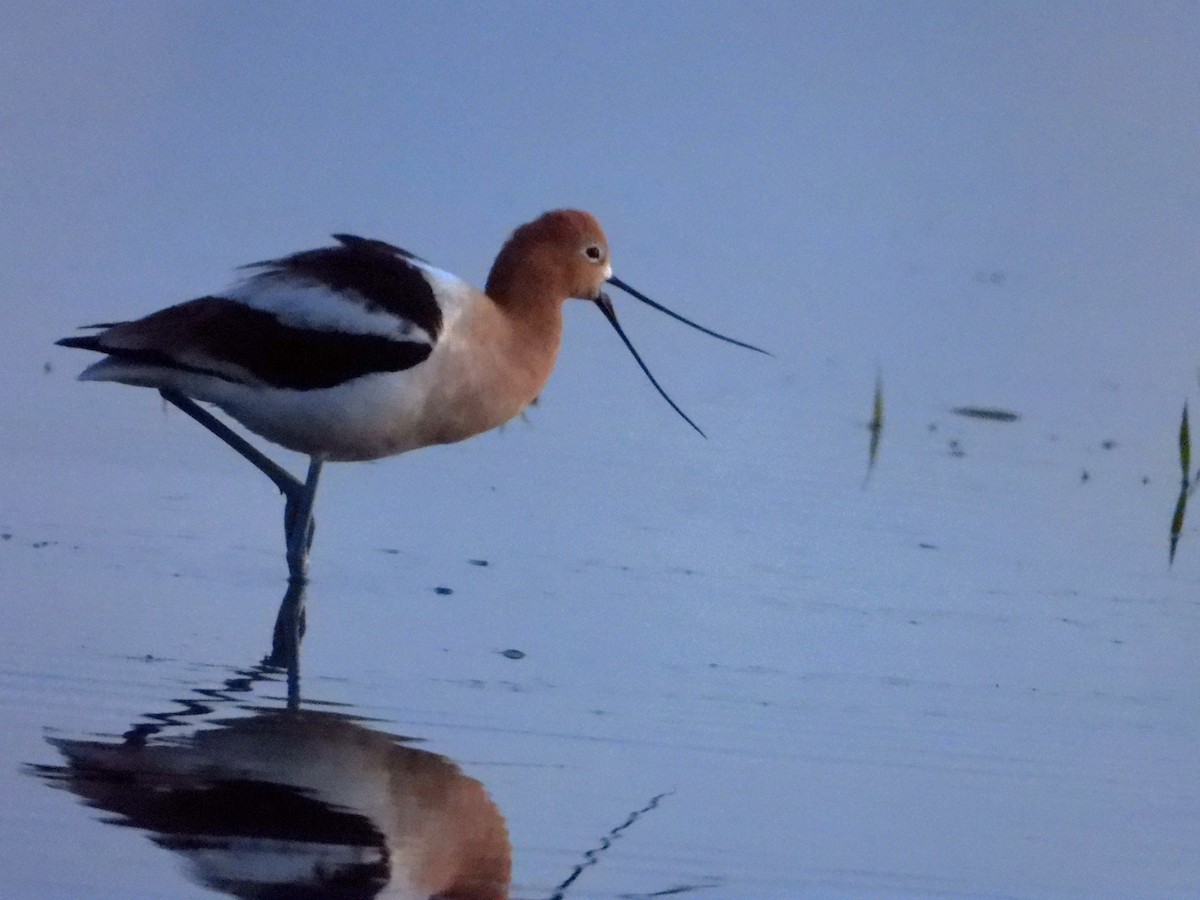 American Avocet - ML617324606