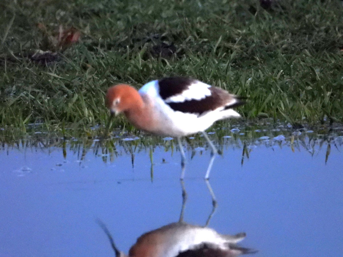 American Avocet - Dawn Holzer