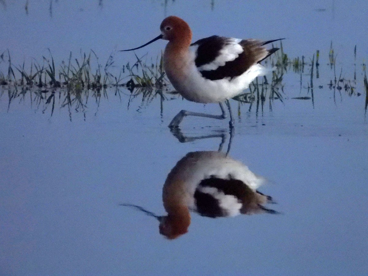 American Avocet - Dawn Holzer