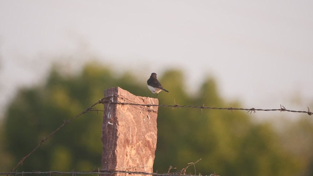 Variable Wheatear - ML617324626