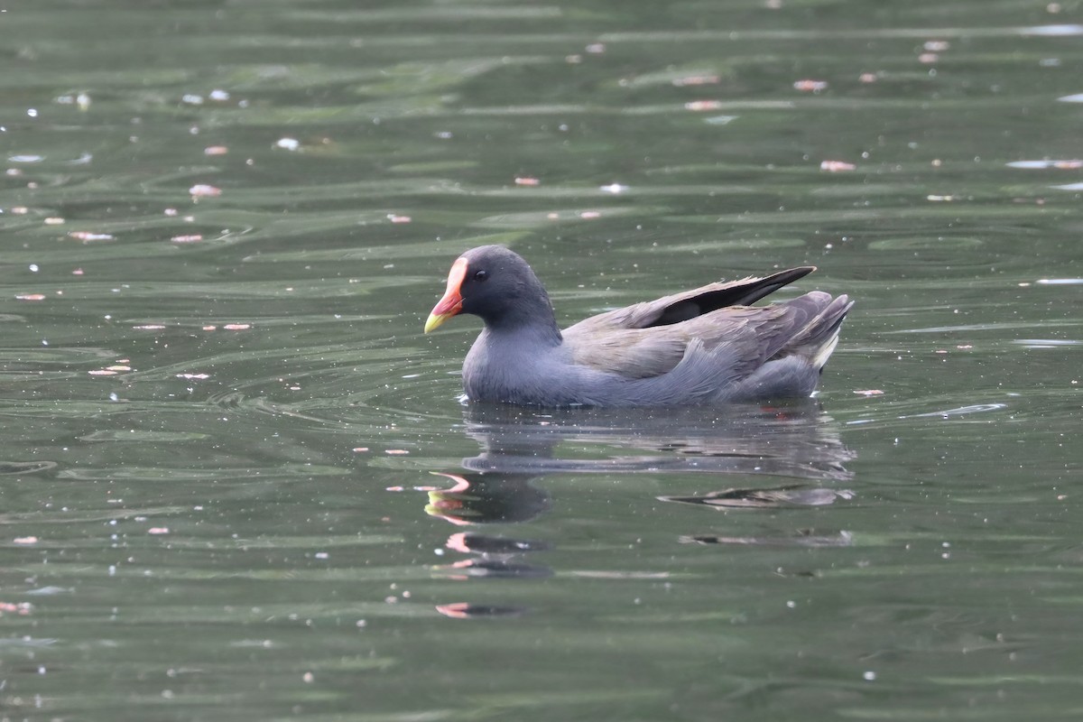 Dusky Moorhen - ML617324698