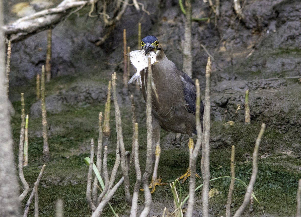 Striated Heron - Rebel Warren and David Parsons