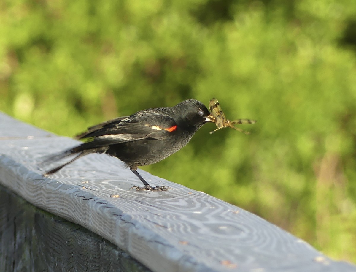 Red-winged Blackbird - Harriet Bell