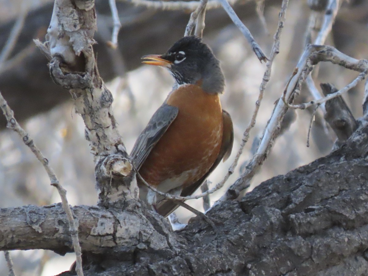 American Robin - Nate Bond