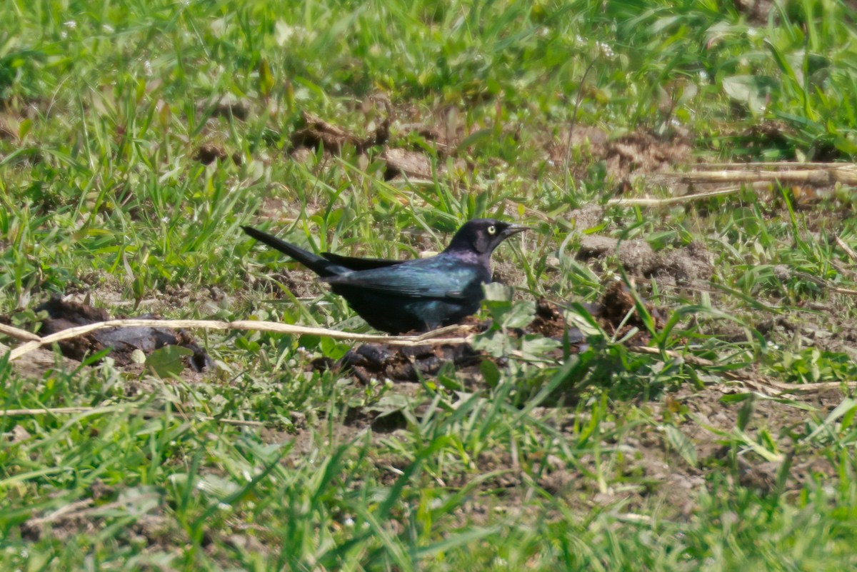 Brewer's Blackbird - ML617324802