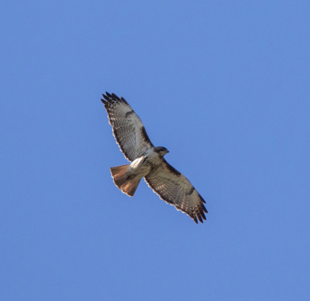 Red-tailed Hawk - Karen Macdonald