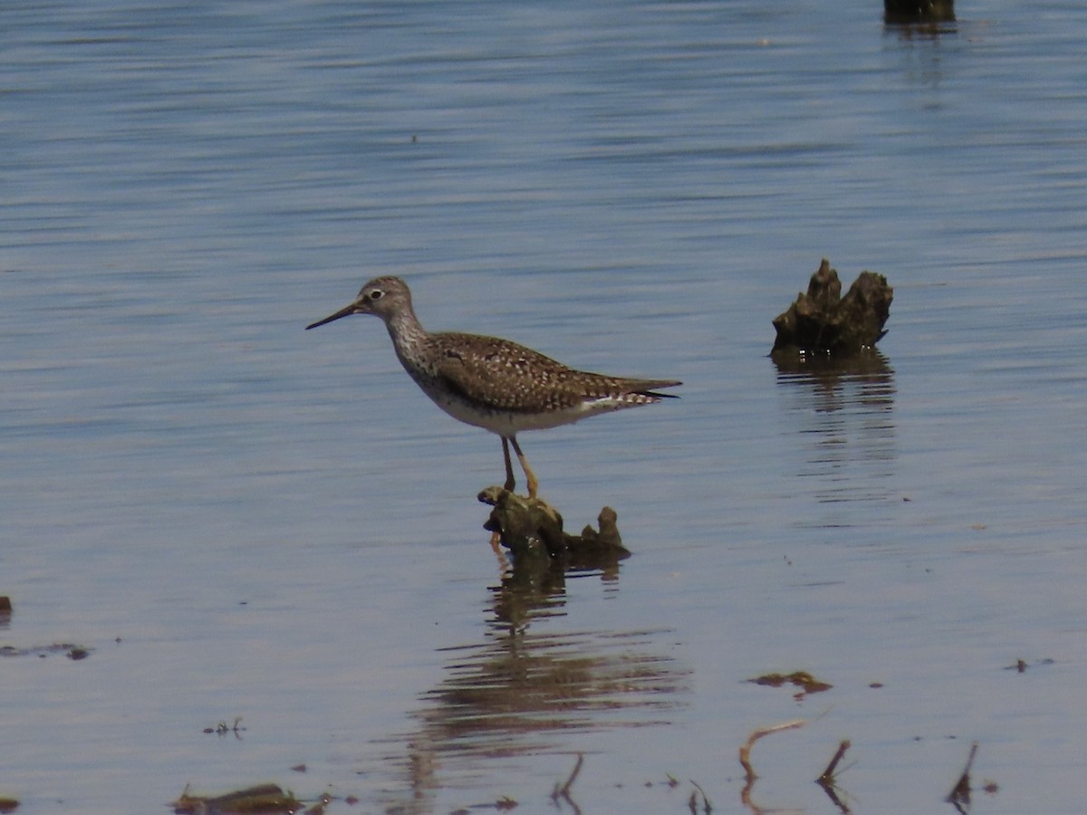 Lesser Yellowlegs - ML617324831