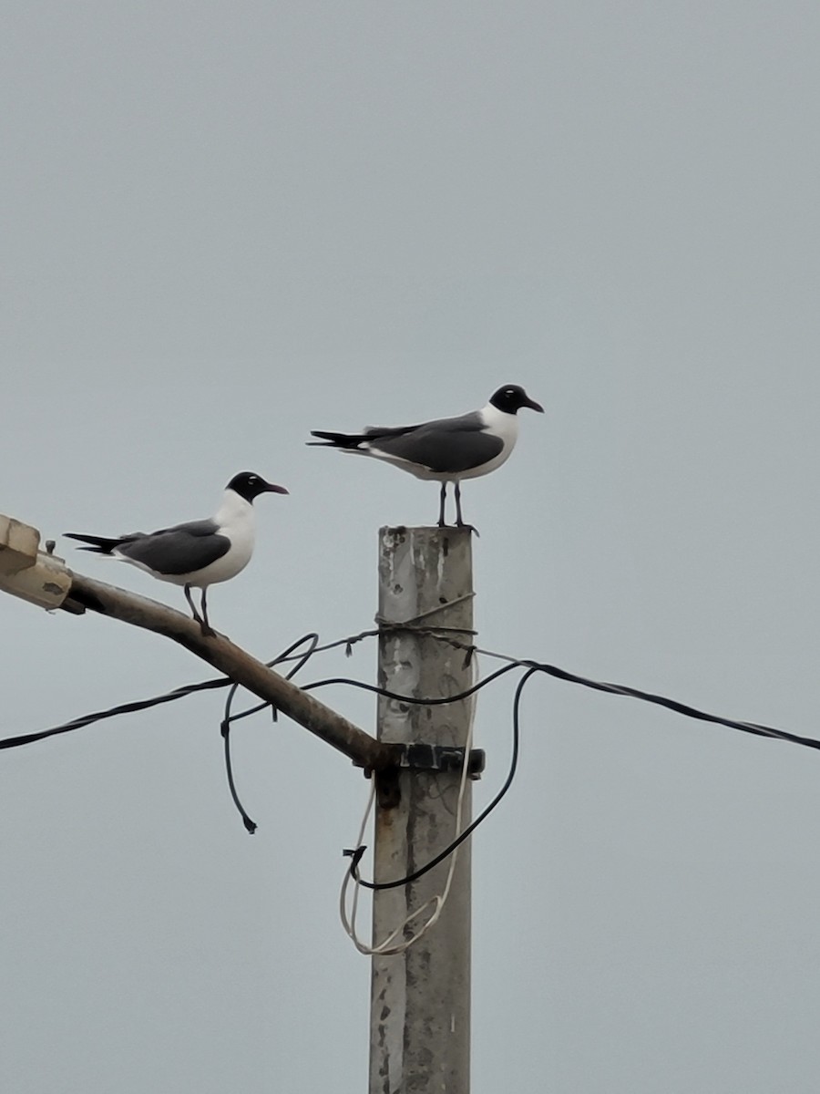 racek karibský - ML617324839