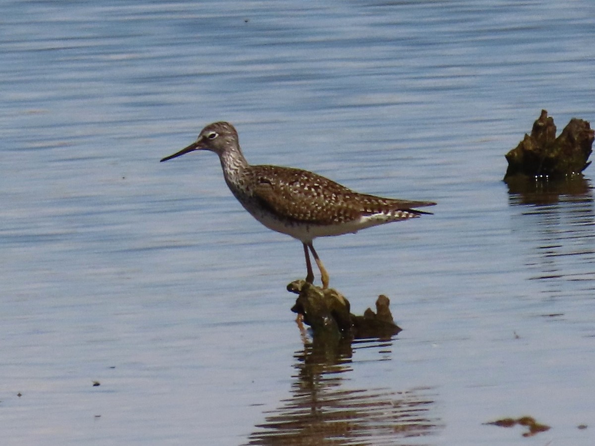 Lesser Yellowlegs - ML617324847