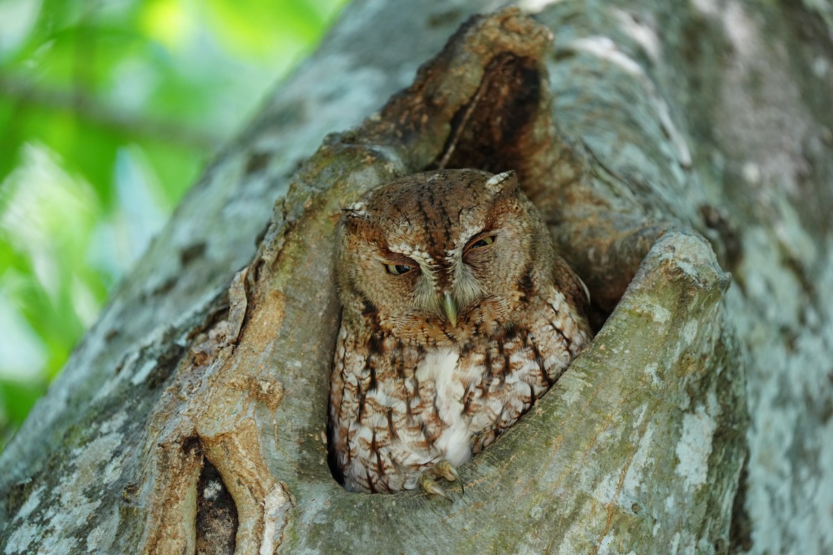 Eastern Screech-Owl - ML617324852