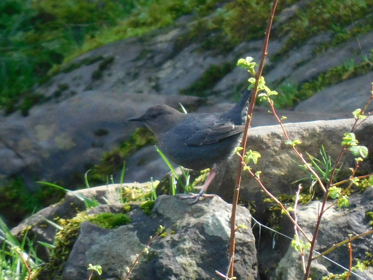 American Dipper - ML617324854