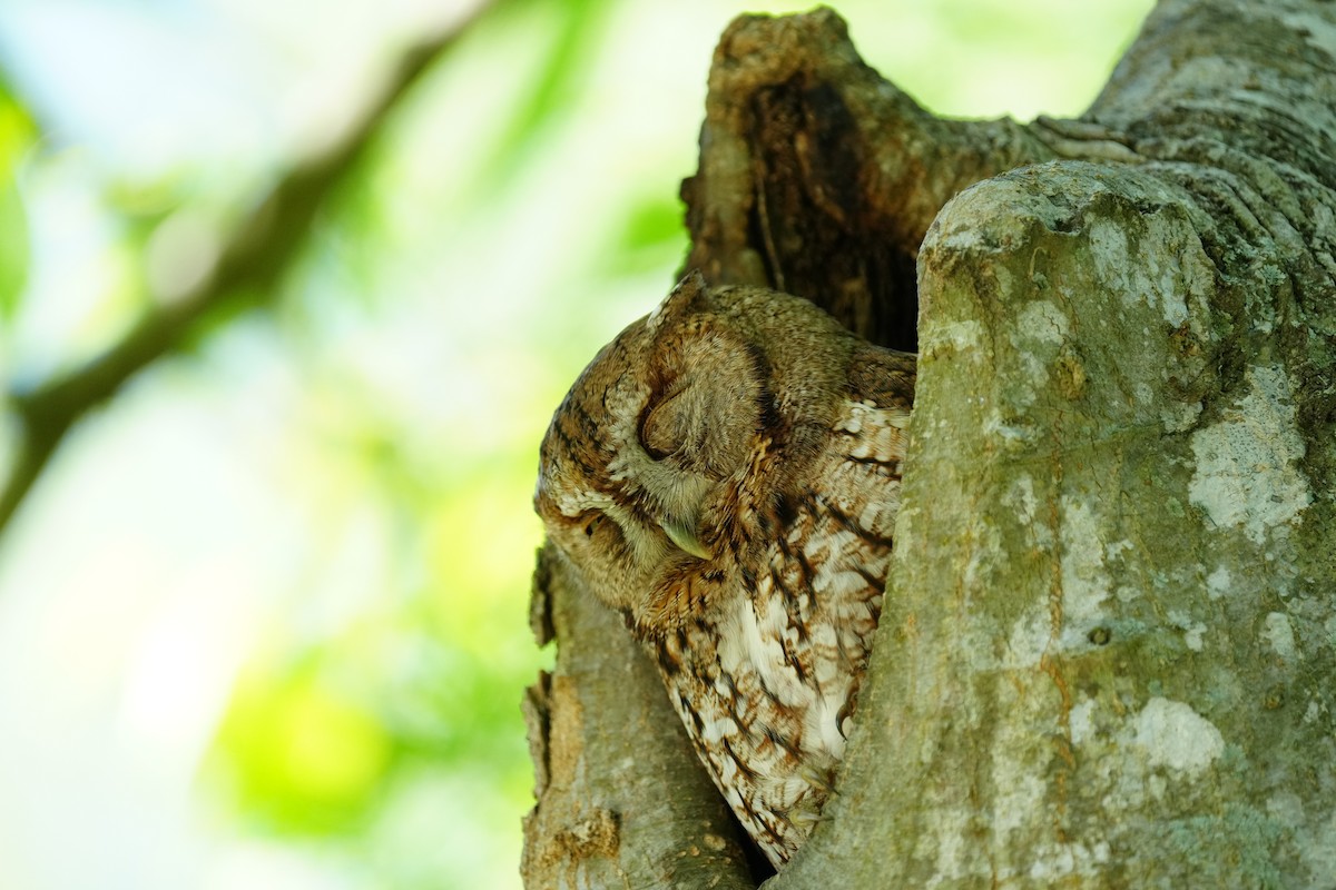 Eastern Screech-Owl - ML617324859