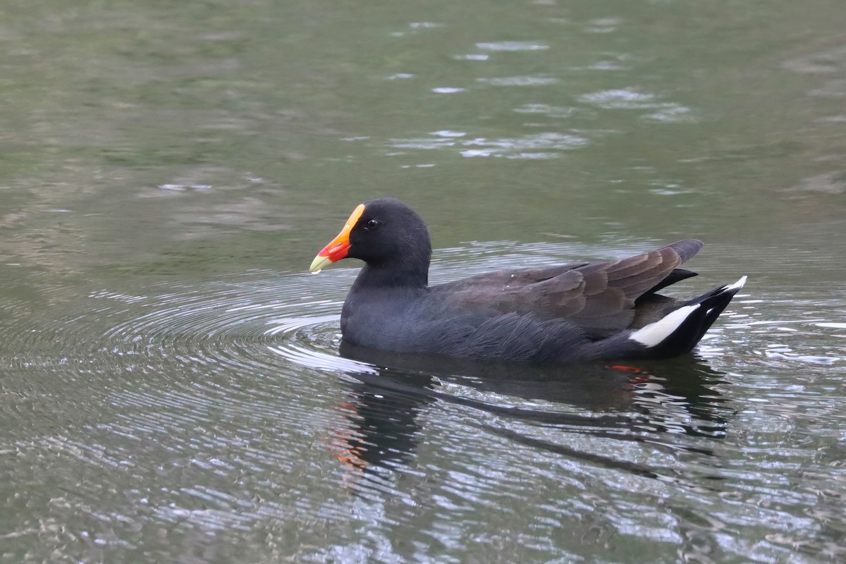 Dusky Moorhen - ML617324869