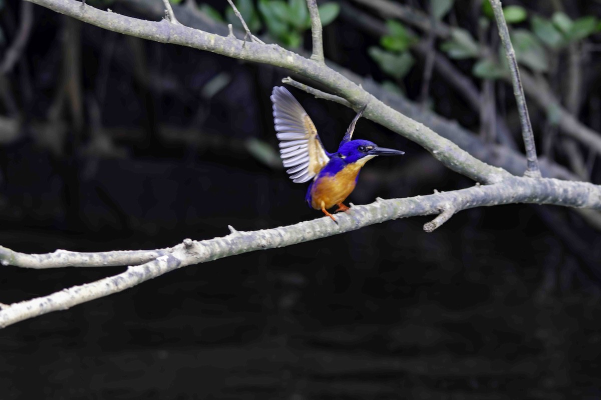 Azure Kingfisher - Rebel Warren and David Parsons