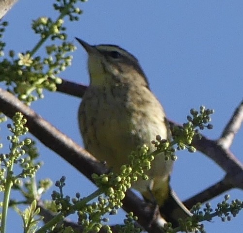 Paruline à couronne rousse - ML617324898