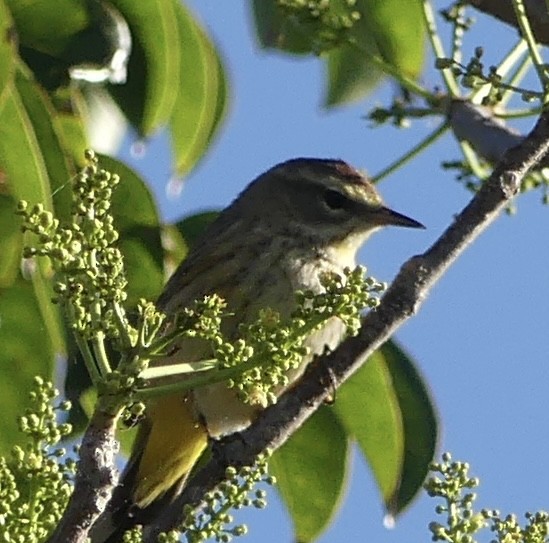 Paruline à couronne rousse - ML617324899