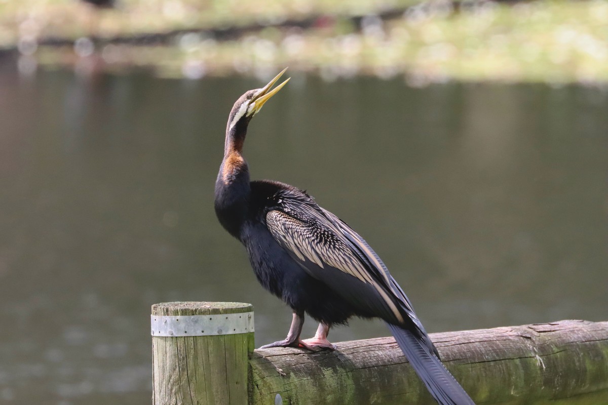 anhinga australská - ML617324923