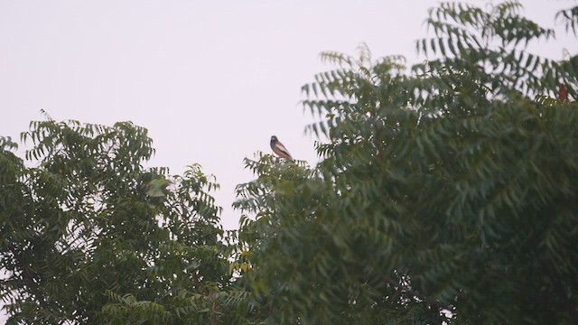 Rufous Treepie - ML617324928