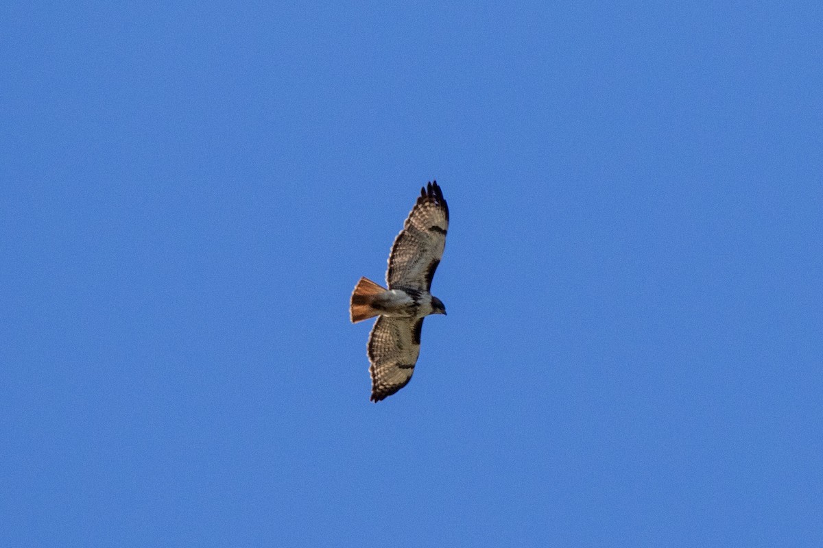 Red-tailed Hawk - Karen Macdonald