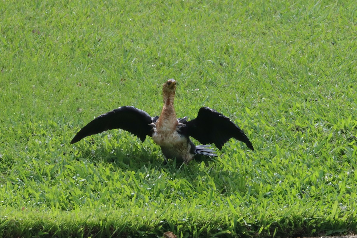 Little Pied Cormorant - ML617325003