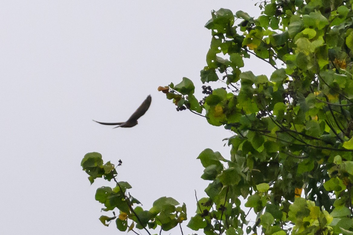 Spotted Kestrel - ML617325057