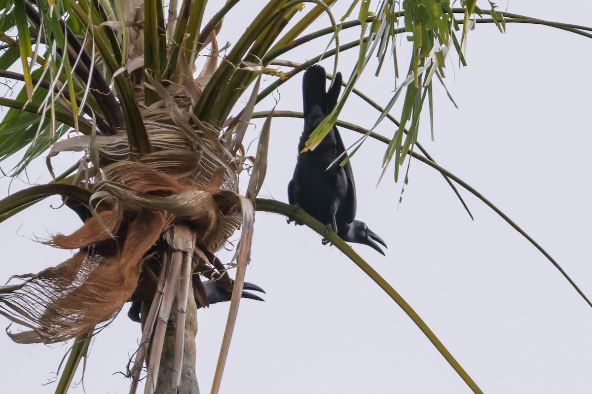 Long-billed Crow - ML617325078