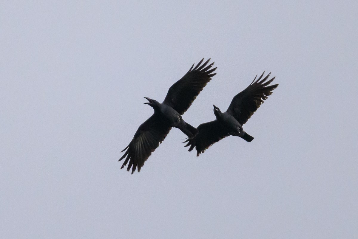 Long-billed Crow - ML617325080