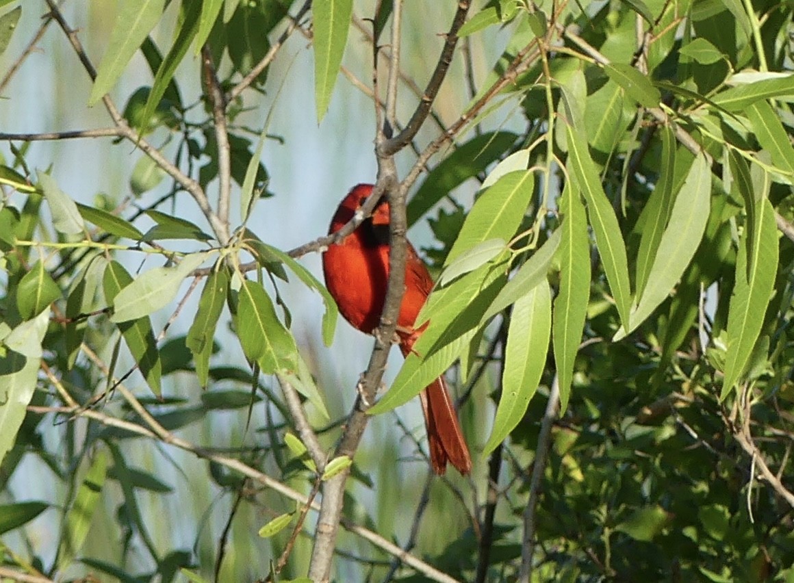 Boat-tailed Grackle - Harriet Bell