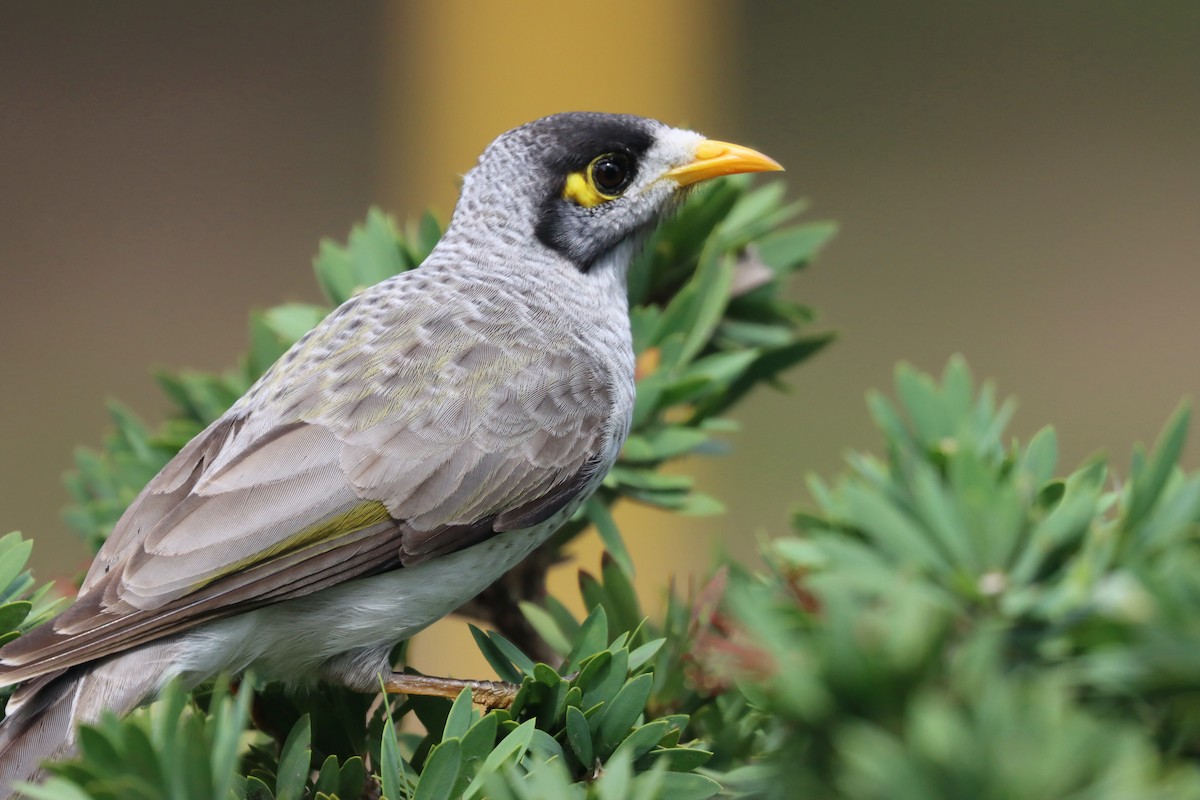 Noisy Miner - ML617325118