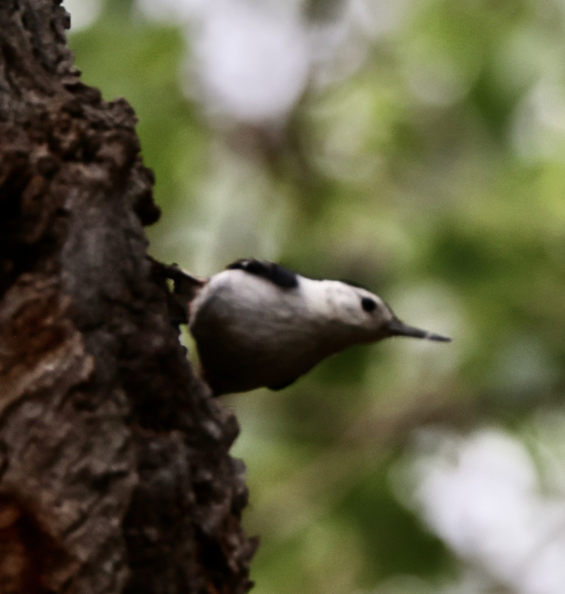 White-breasted Nuthatch - ML617325136