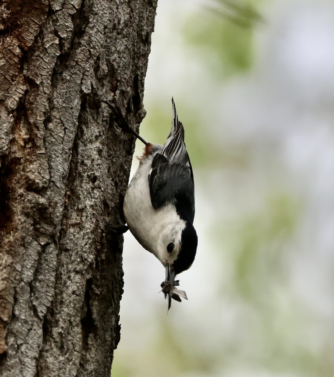 White-breasted Nuthatch - ML617325137