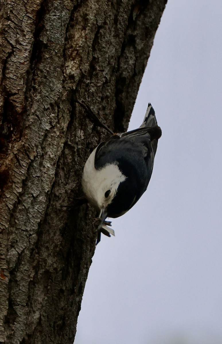 White-breasted Nuthatch - ML617325138