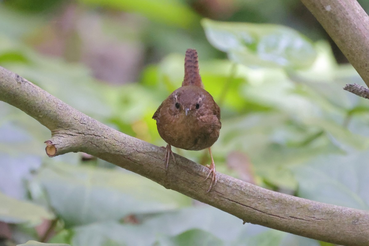 Pacific Wren (pacificus Group) - ML617325212