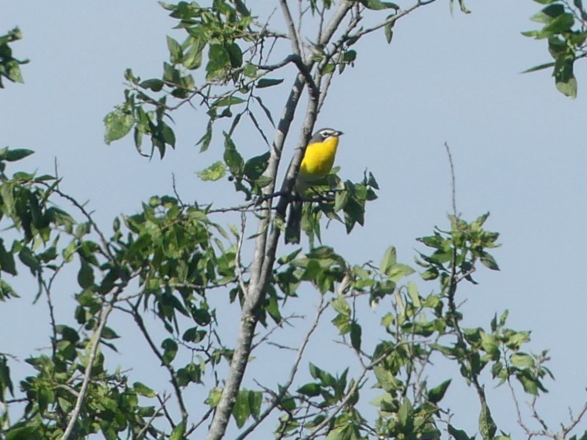 Yellow-breasted Chat - ML617325216