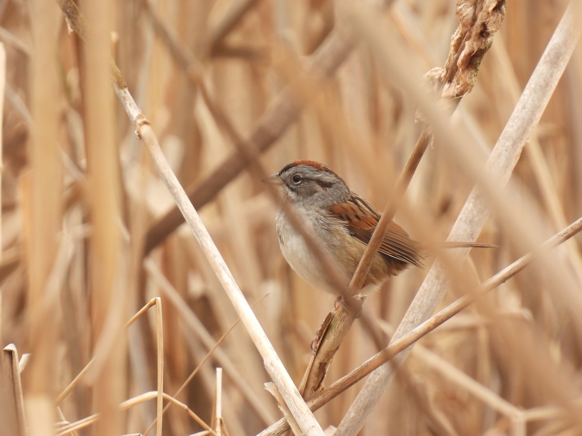 Swamp Sparrow - ML617325217