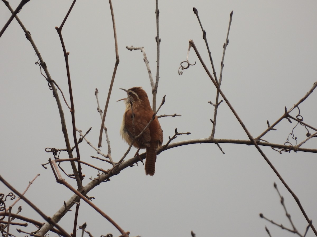 Carolina Wren - ML617325228