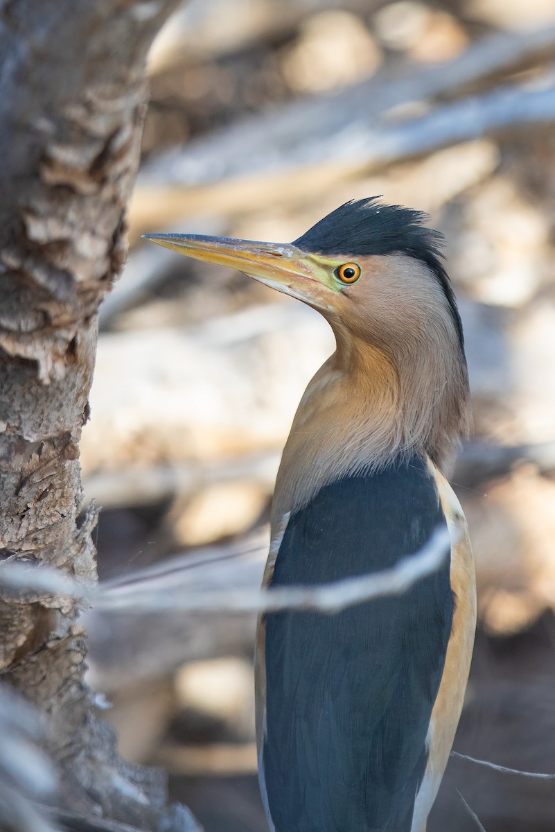 Little Bittern - ML617325233