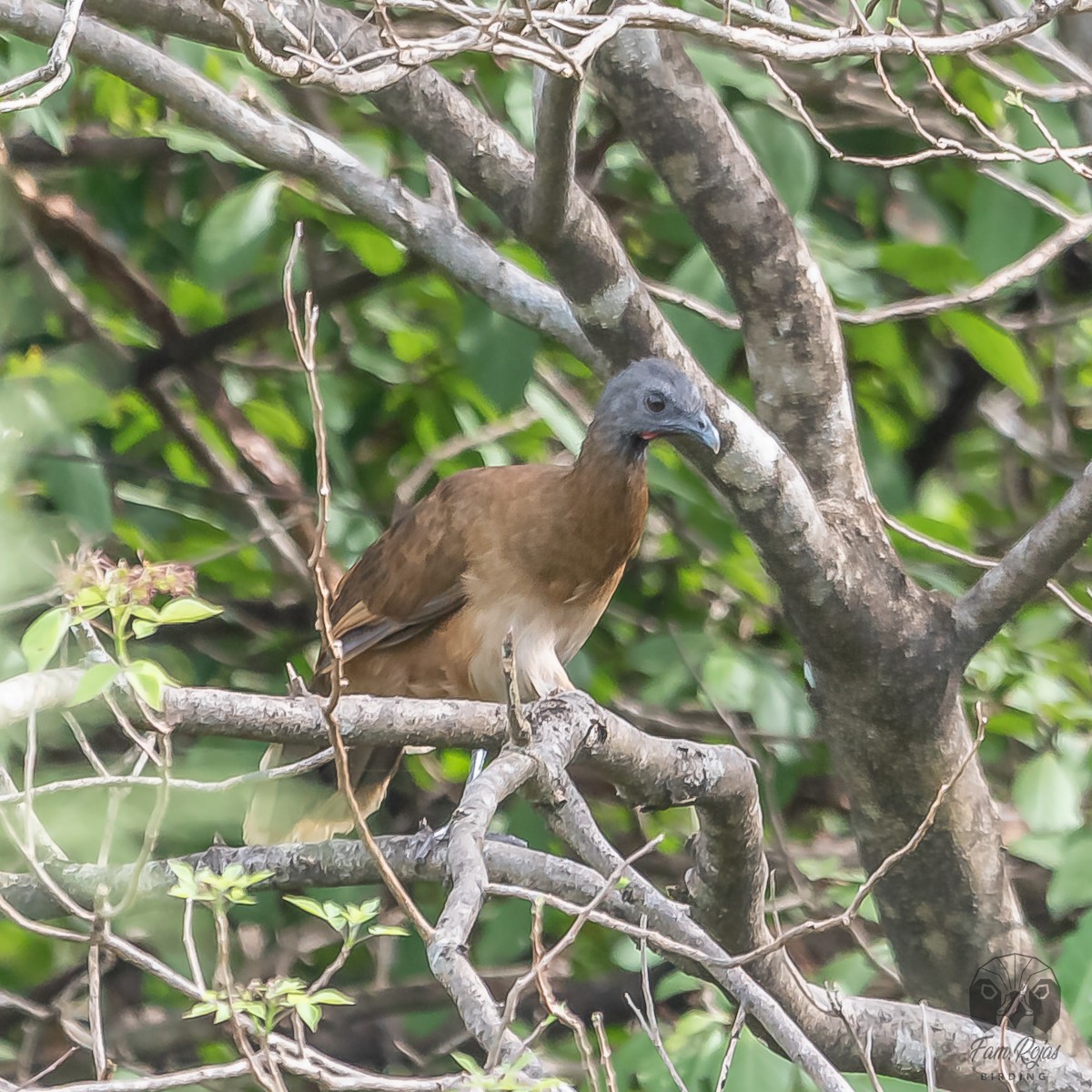 Plain Chachalaca - ML617325236