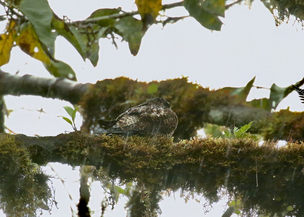 Rufous-bellied Nighthawk - Katrina Moilanen